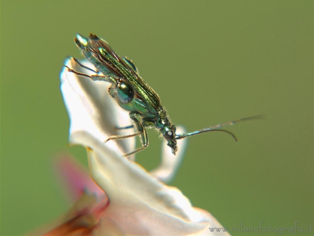 Cadrezzate (Varese, Italy) - Oedemera nobilis from the side
